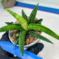 Sansevieria Lemon (#AC48) | New type of Imported Hybrids