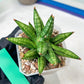 Sansevieria Ming Manee (#AC56) | Imported Snake Plant