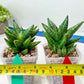 Sansevieria Ming Manee (#AC56) | Imported Snake Plant