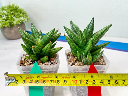 Sansevieria Ming Manee (#AC56) | Imported Snake Plant