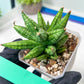 Sansevieria Ming Manee (#AC56) | Imported Snake Plant
