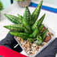 Sansevieria Ming Manee (#AC56) | Imported Snake Plant