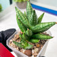 Sansevieria Ming Manee (#AC56) | Imported Snake Plant