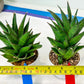 Sansevieria Asancaya (AC58) | Rare Imported House Plants
