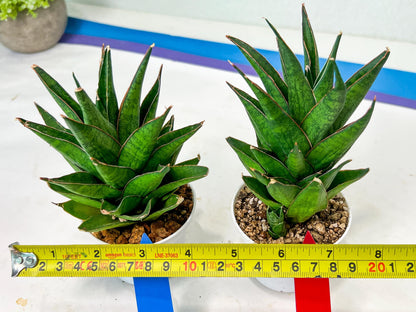 Sansevieria Asancaya (AC58) | Rare Imported House Plants