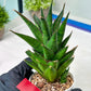 Sansevieria Asancaya (AC58) | Rare Imported House Plants