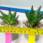 Sansevieria Goku (#A4) | Dwarf Hybrids
