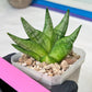 Sansevieria Goku (#A4) | Dwarf Hybrids