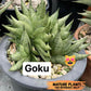 Sansevieria Goku (#A4) | Dwarf Hybrids