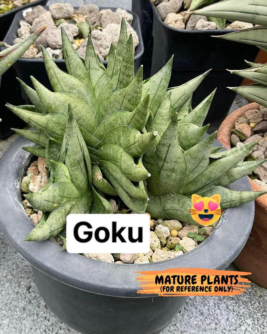 Sansevieria Goku (#A4) | Dwarf Hybrids