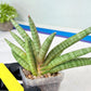 Sansevieria Red Cheek (#A1) | New type of Imported Hybrids