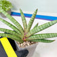 Sansevieria Red Cheek (#A1) | New type of Imported Hybrids