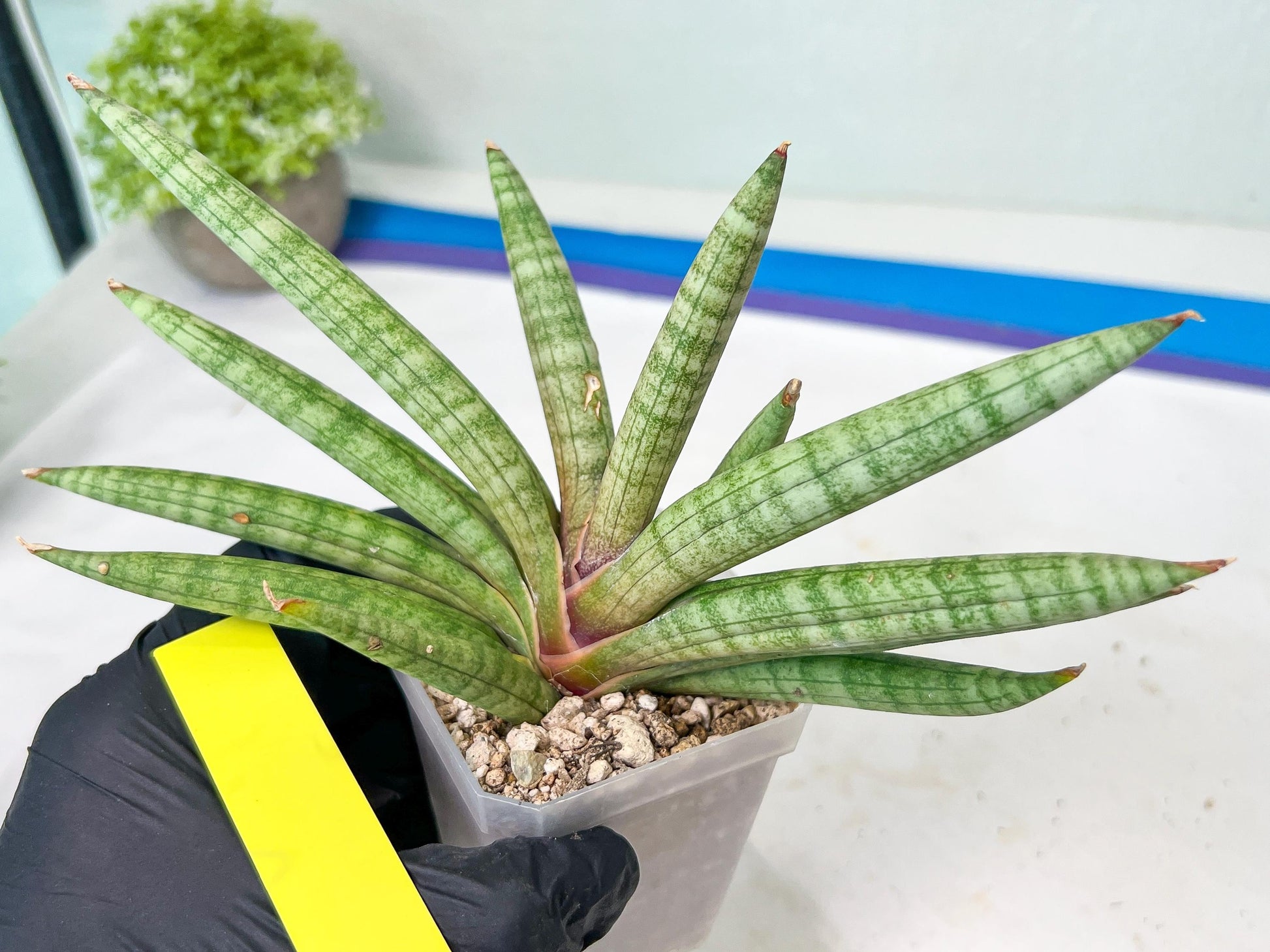 Sansevieria Red Cheek (#A1) | New type of Imported Hybrids