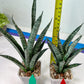 Sansevieria Zeebra Fireworks (#AC30) | Imported Hybrid