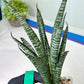 Sansevieria Zeebra Fireworks (#AC30) | Imported Hybrid