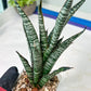Sansevieria Zeebra Fireworks (#AC30) | Imported Hybrid