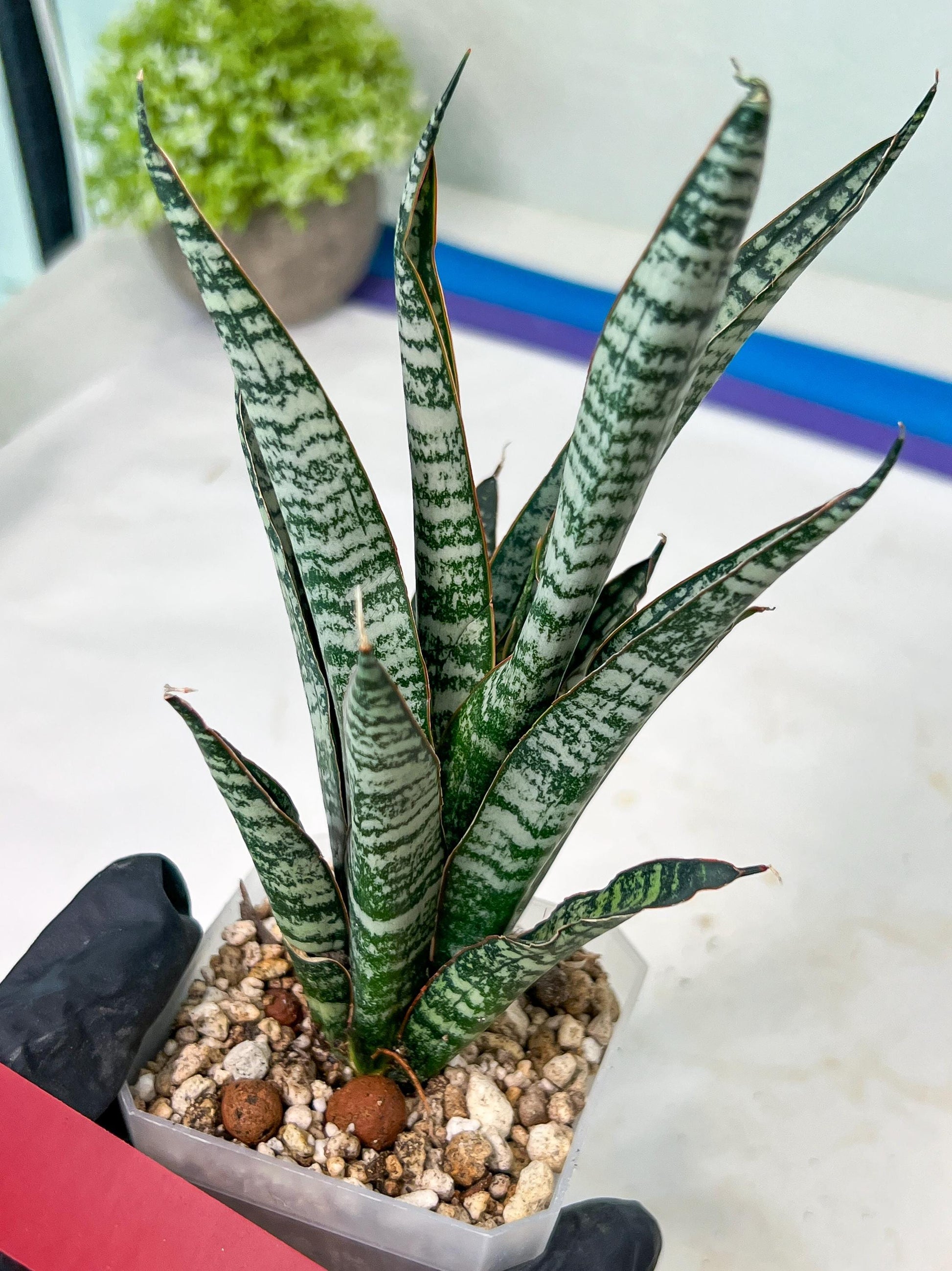 Sansevieria Zeebra Fireworks (#AC30) | Imported Hybrid