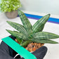 Sansevieria Melon (#AC5) | Rare Imported Snake plant