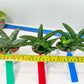 Sansevieria Melon (#AC5) | Rare Imported Snake plant
