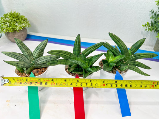 Sansevieria Melon (#AC5) | Rare Imported Snake plant