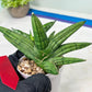 Sansevieria Melon (#AC5) | Rare Imported Snake plant