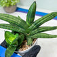 Sansevieria Melon (#AC5) | Rare Imported Snake plant