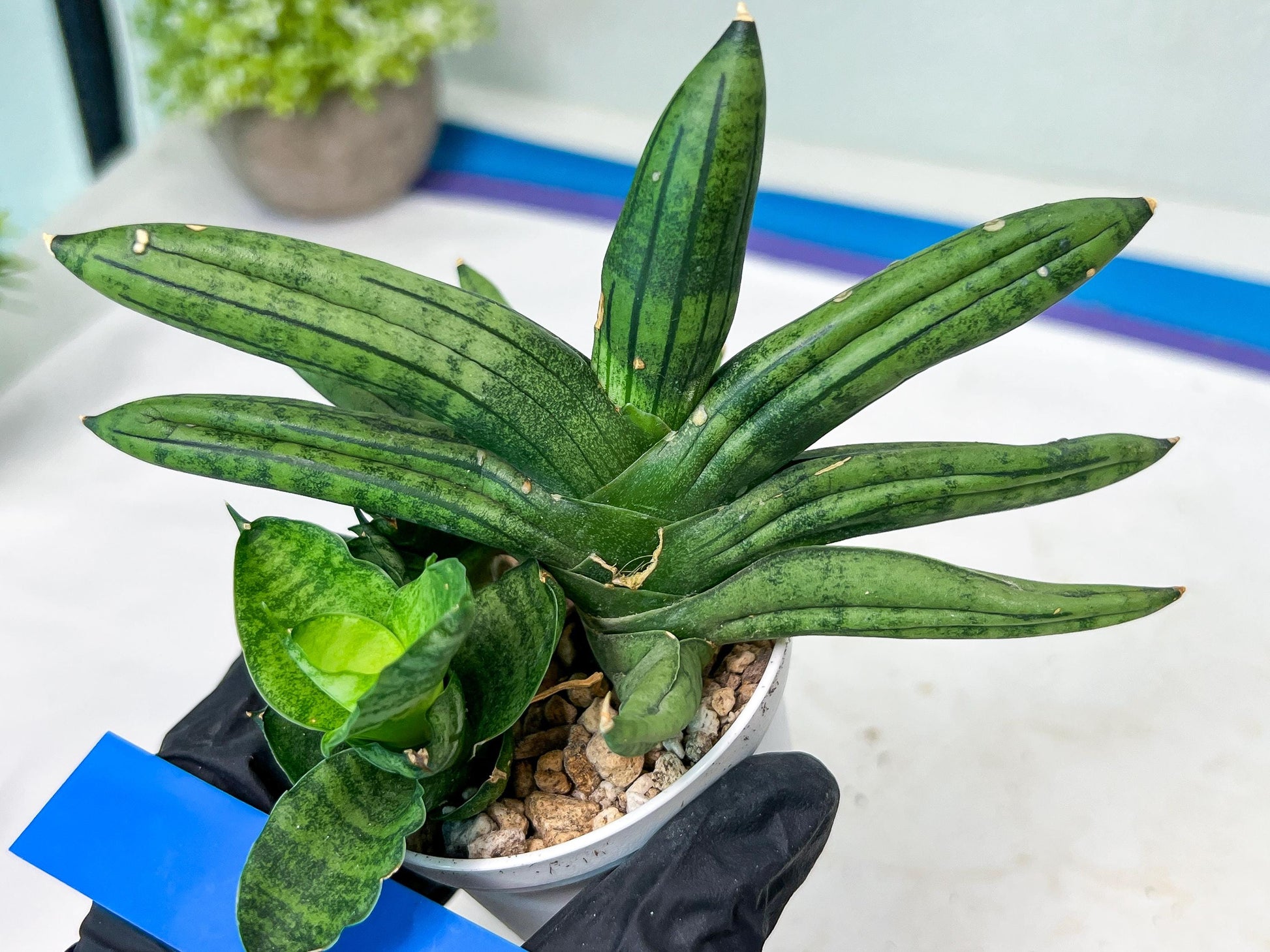 Sansevieria Melon (#AC5) | Rare Imported Snake plant