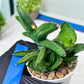Sansevieria Melon (#AC5) | Rare Imported Snake plant