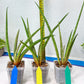 Sanseviera Flamingo (#B1) | Imported Hybrids