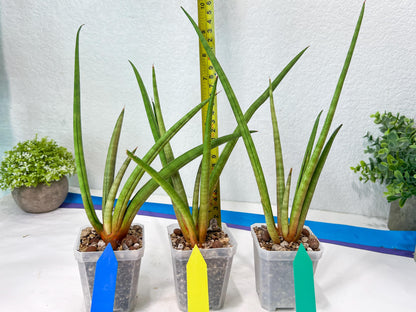 Sansevieria Flamingo (#B1) | Imported Hybrids
