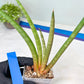 Sanseviera Flamingo (#B1) | Imported Hybrids