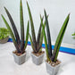 Sansevieria Pink Cell (B1) | Color changes seasonally