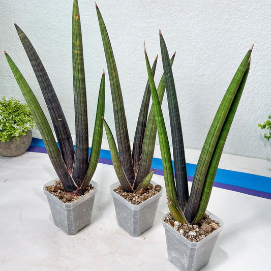 Sansevieria Pink Cell (B1) | Color changes seasonally