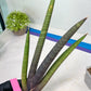 Sansevieria Pink Cell (B1) | Color changes seasonally