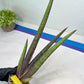 Sansevieria Pink Cell (B1) | Color changes seasonally