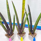 Sansevieria Pink Cell (B1) | Color changes seasonally