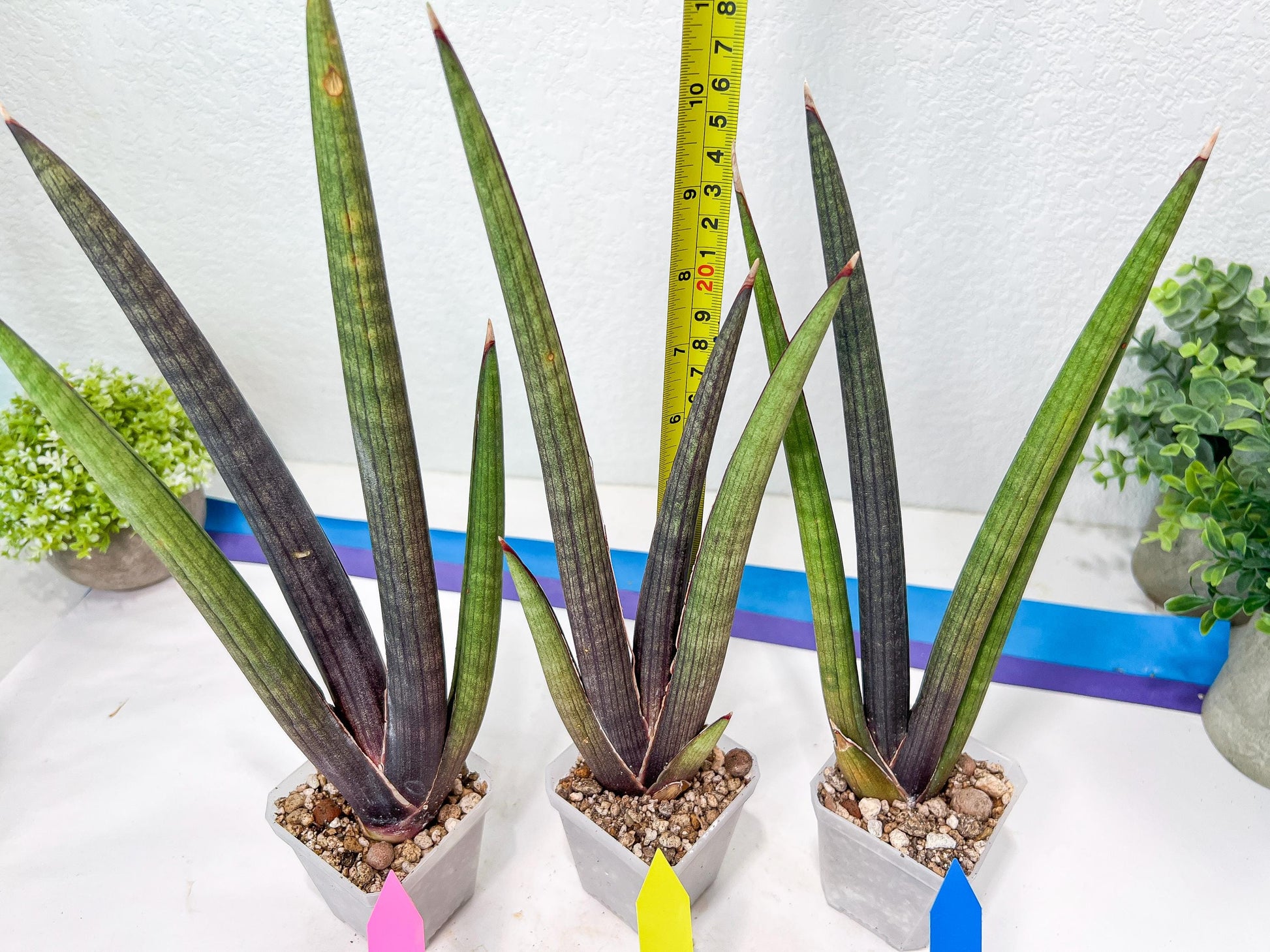Sansevieria Pink Cell (B1) | Color changes seasonally