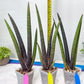 Sansevieria Pink Cell (B1) | Color changes seasonally
