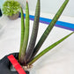 Sansevieria Pink Cell (B1.2) | Color changes seasonally