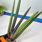 Sansevieria Pink Cell (B1.2) | Color changes seasonally