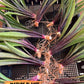 Sansevieria Violet | Very Rare Import | rare Hybrid