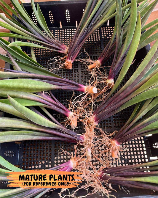 Sansevieria Violet (B-P) | Very Rare Import | rare Hybrid