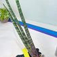 Sanseviera Pies Morados (#B1) | New Imported Hybrids