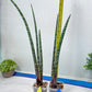 Sanseviera Pies Morados (#B1) | New Imported Hybrids