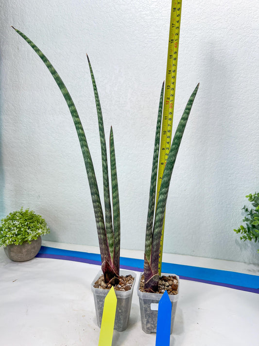 Sanseviera Pies Morados (#B1) | New Imported Hybrids
