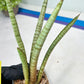 Sansevieria Pink Pen (#B2) | Impoted Hybirds