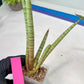 Sansevieria Pink Pen (#B2) | Impoted Hybirds