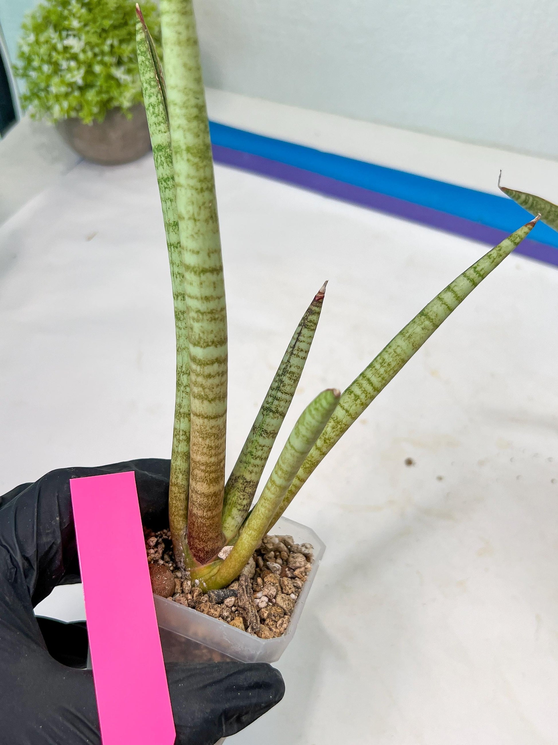 Sansevieria Pink Pen (#B2) | Impoted Hybirds