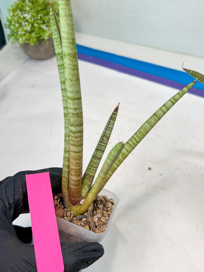 Sansevieria Pink Pen (#B2) | Impoted Hybirds