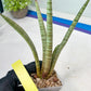Sansevieria Pink Pen (#B2) | Impoted Hybirds